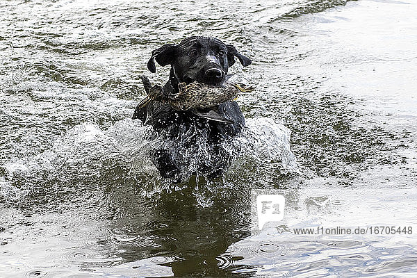 Black Lab retrieving a duck from the water