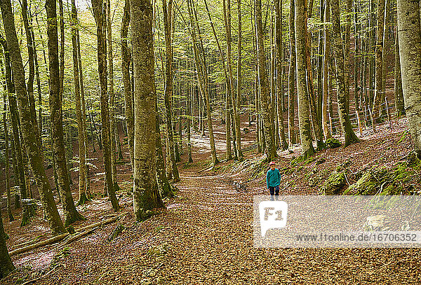 Kind beim Spaziergang in einem Buchenwald