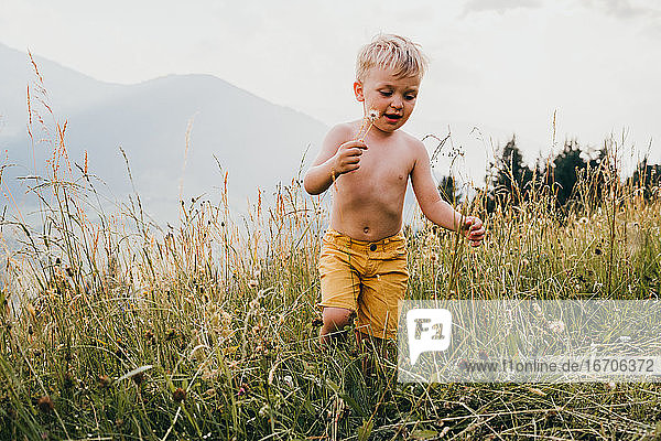 Young male toddler with a dandelion in the mountains