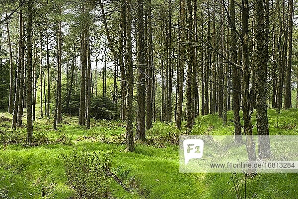 Kiefern in East Harptree Wood in der Mendip Hills Area of Outstanding Natural Beauty  Somerset  England.