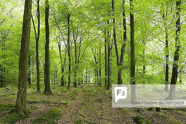 Üppiges grünes Frühjahrswachstum in einem Buchenwald (Fagus sylvatica) in Stockhill Wood in den Mendip Hills  Somerset  England.