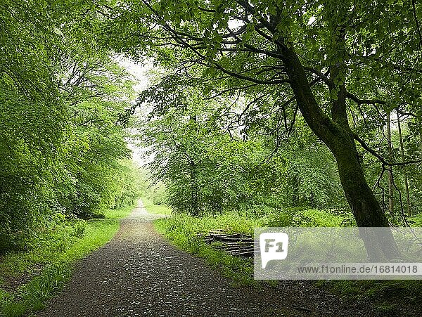 Weg durch Rotbuchen in Stockhill Wood im Frühsommer in der Mendip Hills Area of Outstanding Natural Beauty  Somerset  England.