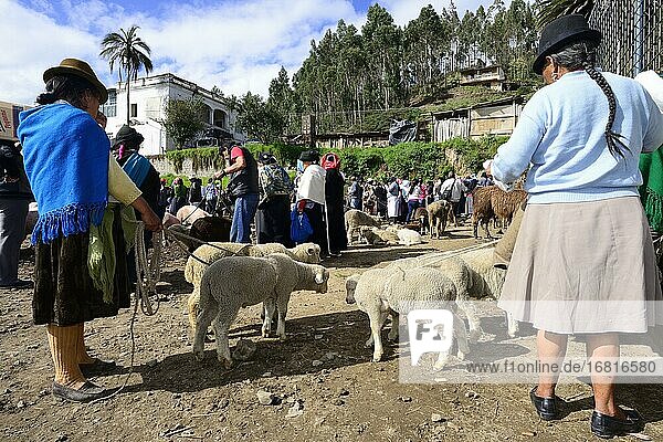Indigenous woman with lambs at the weekly cattle market  Otavalo  Imbabura Province  Ecuador  South America