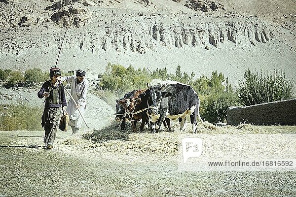 Boy and man threshing grain with three oxen on a threshing floor  Khandud  Wakhan corridor  Afghanistan  Asia