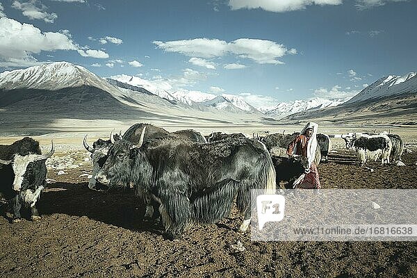 Frau führt ein Yak-Kalb zu seiner Mutter  Kirgisennomadin  Bozai Gumbaz  Wakhan-Korridor  Badachschan  Afghanistan  Asien