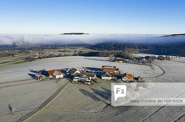 Bauernhöfe inmitten von Raureif überzogenen Wiesen  Agrarlandschaft  Von oben  Luftaufnahme  Drohnenaufnahme  Mondsee  Mondseeland  Salzkammergut  Oberösterreich  Österreich  Europa