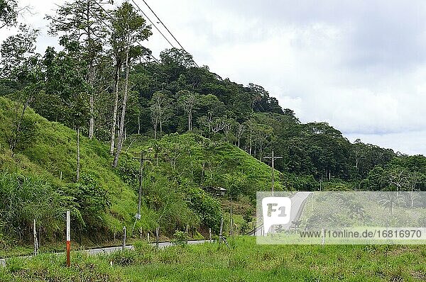 Dwindling rainforest along road 436  near Tena  Napo Province  Ecuador  South America