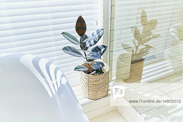 Topfpflanze im sonnigen Badezimmerfenster mit Jalousien