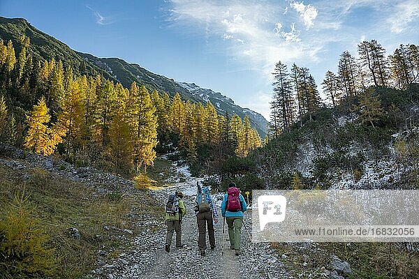 Three hikers on a hiking trail  yellow discoloured larches in autumn  hike to the summit of the Hahnenkampl  Engtal  Karwendel  Tyrol  Austria  Europe