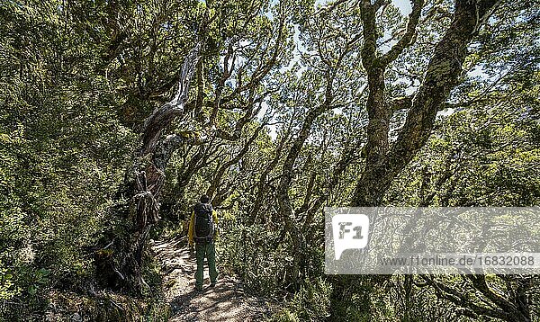 Hiker on Kepler Track in the rainforest  Great Walk  Temperate Rainforest  Fiordland National Park  Southland  New Zealand  Oceania