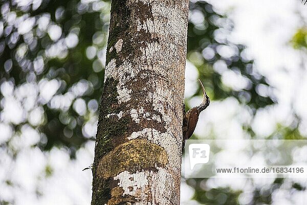 Langschnabel-Baumsteiger (Nasica longirostris) im Amazonas-Regenwald,  Coca,  Ecuador,  Südamerika
