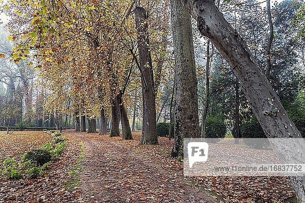 Herbstzeit in den Prinzengärten von Aranjuez. Madrid. Spanien. Europa.
