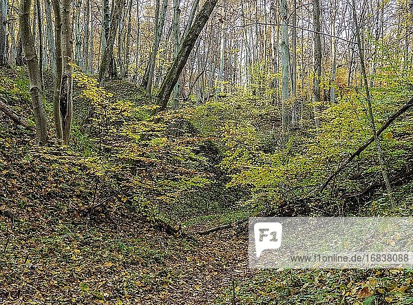 Wald im Naturschutzgebiet Wodny Dol  Woiwodschaft Lublin  Polen.