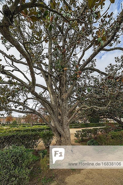 Ficus im Garten der Königin in AranjuezMadrid. Spanien. Europa.