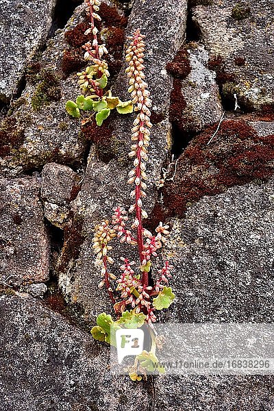 Das Nabelkraut (Umbilicus rupestris) ist eine mehrjährige sukkulente Pflanze  die in Westeuropa heimisch ist. Dieses Foto wurde im Naturpark Arribes del Duero  Salamanca  Kastilien-León  Spanien aufgenommen.