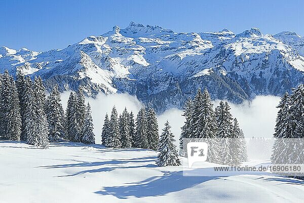 Freiberge Kärpf  Glarner Alpen  Schweiz  Europa