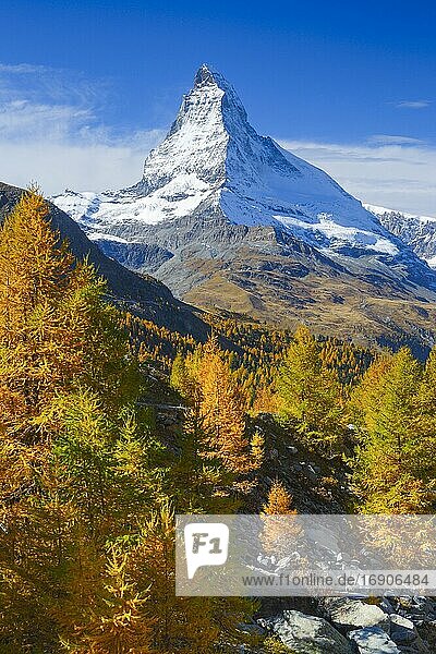 Matterhorn und Lärchen  Wallis  Schweiz  Europa