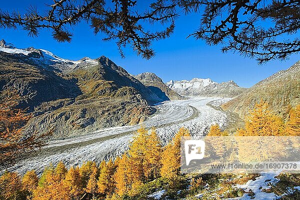 Great Aletsch Glacier and Wannenhorns  Valais  Switzerland  Europe