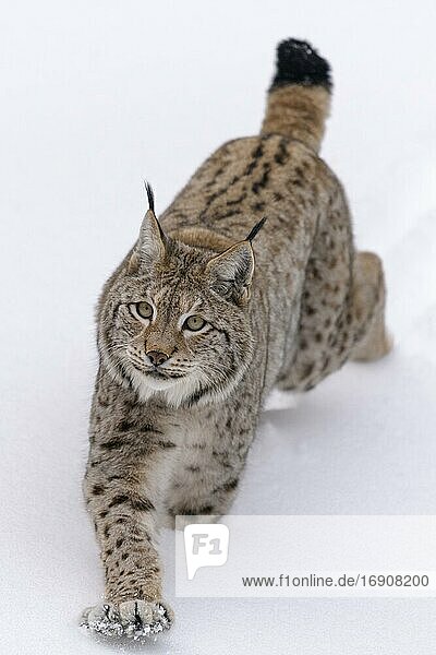 Eurasischer Luchs (Lynx lynx)  läuft durch Tiefschnee  Nationalpark Sumava  Böhmerwald  Tschechien  Europa