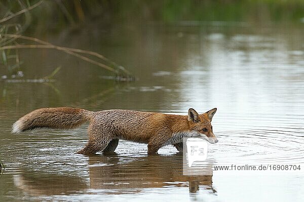 Red fox (Vulpes vulpes) running through water  Danube floodplain  Lower Austria  Austria  Europe
