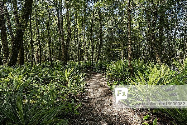 Wanderweg durch Wald mit Farnen  Gemäßigter Regenwald  Kepler Track  Great Walk  Fiordland National Park  Southland  Neuseeland  Ozeanien