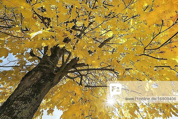 Herbstlicher gelb gefärbter Ahorn (Acer)  Oberbayern  Bayern  Deutschland  Europa
