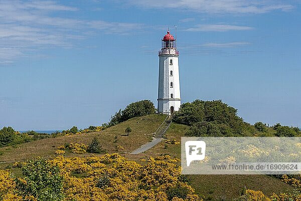 Lighthouse Dornbusch with blooming broom  Hiddensee Island  Mecklenburg-Western Pomerania  Germany  Europe
