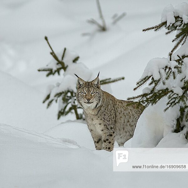 Eurasischer Luchs (Lynx lynx)  im Winterwald  Nationalpark Sumava  Böhmerwald  Tschechien  Europa
