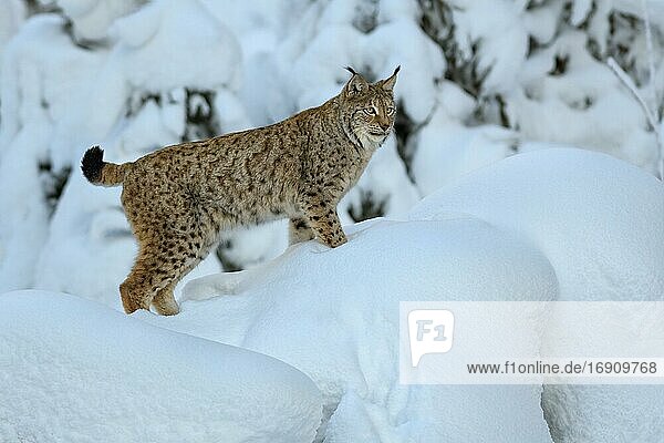 Eurasischer Luchs (Lynx lynx)  steht auf einer verschneiten Erhöhung im Winterwald  Nationalpark Sumava  Böhmerwald  Tschechien  Europa