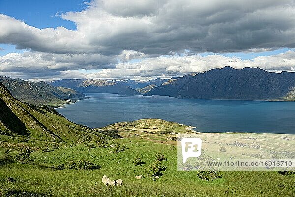 Sheep in a meadow  view of Lake Hawea and mountains  hiking trail to Isthmus Peak  Wanaka  Otago  South Island  New Zealand  Oceania