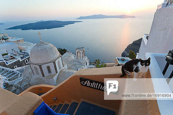 Katze  Kirche & Fira Stadt bei Sonnenuntergang  Fira  Santorin  Kykladeninseln  Griechenland