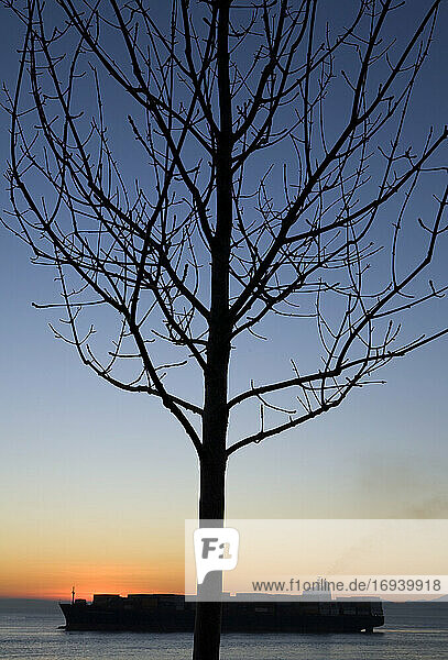 Kahle Äste eines Baumes bei Sonnenuntergang  Handelsfrachtschiff auf dem Wasser