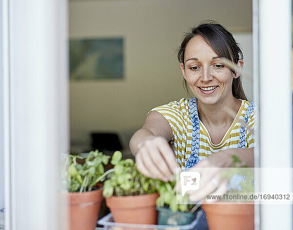 Woman picking home-grown herbs on windowsill