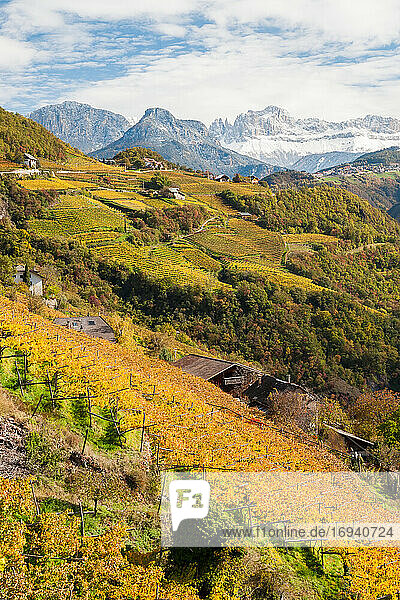 Weinberge bei Bozen  Die Dolomiten  Trentino-Südtirol  Italien