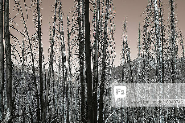 Umgekehrtes Bild eines durch einen Waldbrand beschädigten Waldes entlang des Pacific Crest Trail