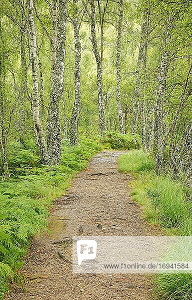 Fußweg im Birkenwald,  Craigellachie National Nature Reserve,  Schottland,  Großbritannien,  Europa