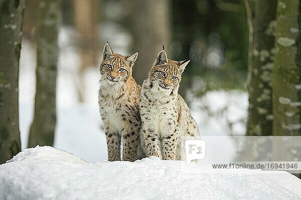 Europäischer Luchs (Lynx lynx)  im Winter  Nationalpark Bayrischer Wald  Deutschland  Europa