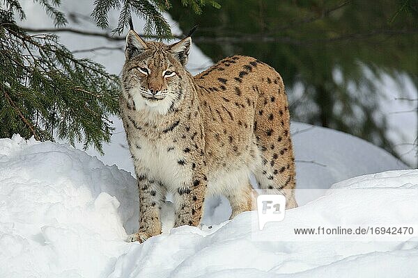 Luchs,  Eurasischer Luchs,  Europäischer Luchs (Lynx lynx),  European Lynx,  im Winter,  Bayrischer Wald National Park,  Deutschland,  Europa