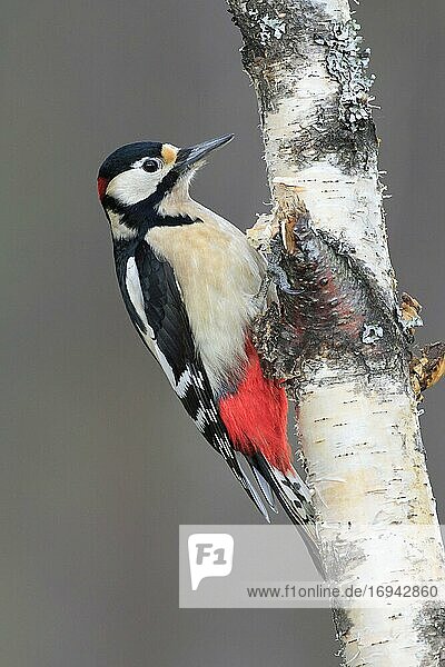 Buntspecht (Dendrocopos major)  great spotted woodpecker  Schottland  Großbritannien  Europa