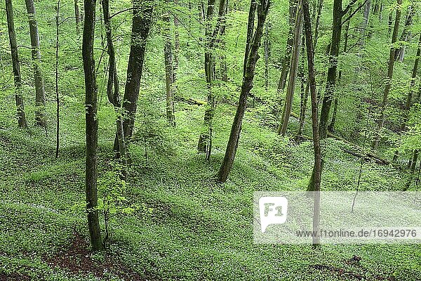 Wald mit blühendem Bärlauch im Frühling  Schweiz  Europa