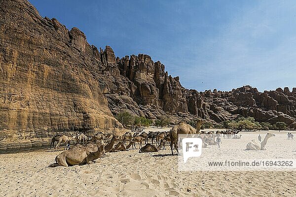 Camel herd  Guelta d'Archei waterhole  Ennedi plateau  Chad  Africa