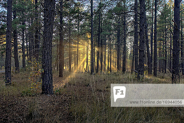 HDR composite of the late day sun shining through the trees of the Kaibab Forest near Williams  Arizona  United States of America  North America