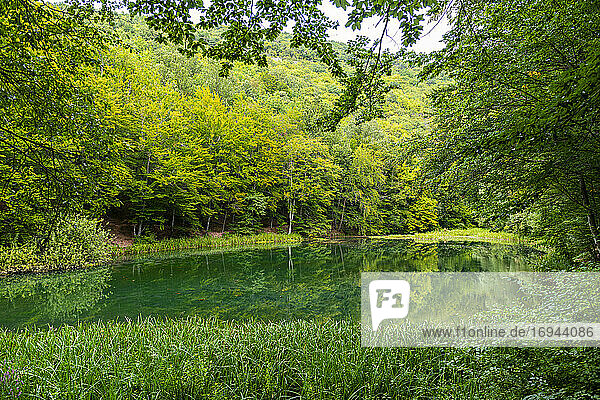 Schöner See im Naturschutzgebiet Grza  Serbien  Europa