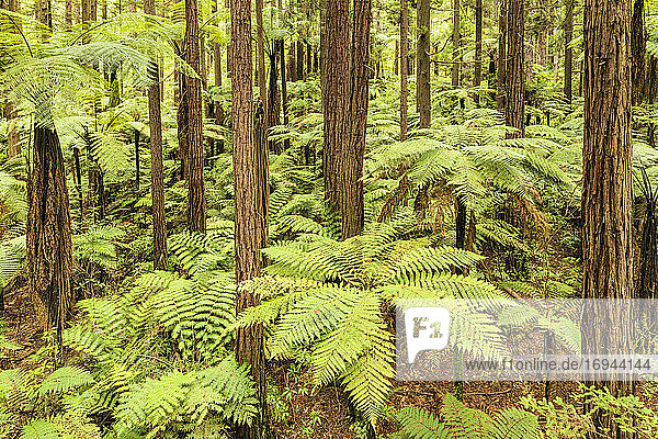 Die Redwoods im Whakarewarewa Forest  Rotorua  Bay of Plenty  Nordinsel  Neuseeland  Pazifik
