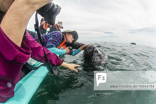 Walbeobachter mit kalifornischem Grauwal (Eschrichtius robustus)  San Ignacio Lagune  Baja California Sur  Mexiko  Nordamerika