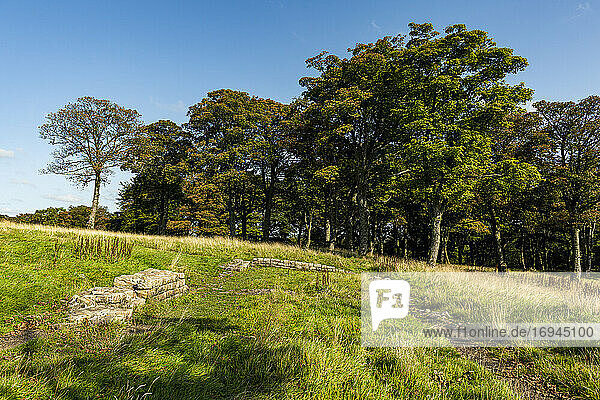 Überreste von Bar Hill Fort  Antonine Wall  UNESCO-Weltkulturerbe  Schottland  Vereinigtes Königreich  Europa