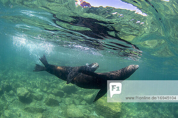 Kalifornischer Seelöwe (Zalophus californianus)  unter Wasser bei Los Islotes  Baja California Sur  Mexiko  Nordamerika  Nordamerika