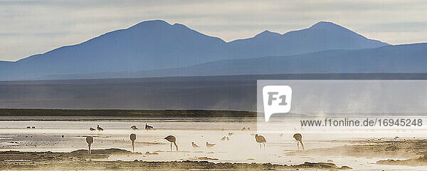 Flamingos at sunrise in a geothermal area of Salar de Chalviri  Altiplano of Bolivia
