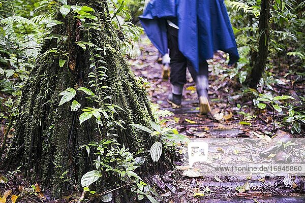 Walking in the Amazon Rainforest at Sacha Lodge  Coca  Ecuador  South America