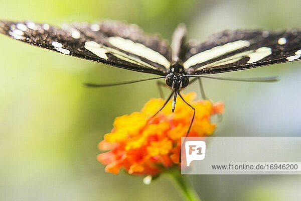 Schmetterling  Mashpi Nebelwald  Choco Regenwald  Ecuador  Südamerika